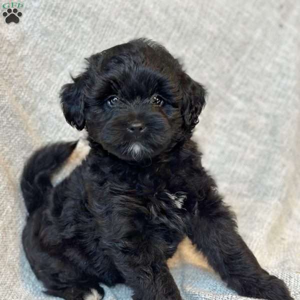 Tykoma, Mini Aussiedoodle Puppy